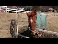 マチカネフクキタル　小須田牧場