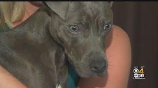 Pit Bull Puppy Found Emaciated In Malden Home, Living In 'Absolute Squalor'