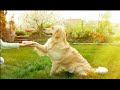 How to Teach a Dog to Shake Hands - Easy Dog Obedience Training