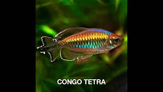 Cartimar Pet shop Tetra fish  , Top five of tetras - fish addict