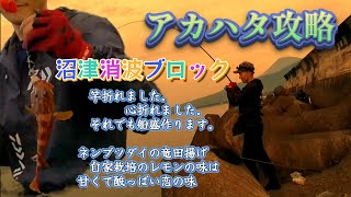 【沼津釣行】アカハタ釣りは最高！消波ブロックから簡単に釣れちゃう。手軽につって刺身の船盛を作って食べよう。