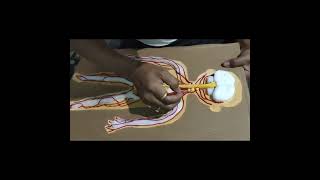 Human Nervous system ঘৰতে বিভিন্ন বস্তু লগাই সাজি উলিওলোঁ লগতে কেনেকৈ কি বনালো আপোনালোকৰ আগত।