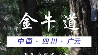 来四川必徒线路千年古蜀道金牛道 这是四川顶级人文徒步线路千年古蜀道，有着世界最古老保存最完整的千年“高速公路”，一条古蜀道，半部华夏史！古蜀道徒步游 金牛道 徒步 蜀道难 蜀道