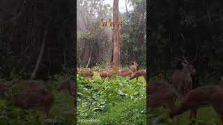 🦌മാൻ കൂട്ടം മഴ 🌧നനയുന്നത് കണ്ടാലോ #shorts #shortvideo #shortsvideo #viralvideo #nature #deer#youtube