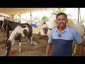 anthiyur 🔥biggest market horse market 2023 அந்தியூர் குருநாதசாமி குதிரை சந்தை horse sale