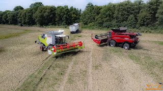 Zbiór rzepaku 2024 | Case IH Axial Flow 6140 | Claas Trion 660