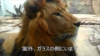 千葉市動物公園　ライオンのアレン