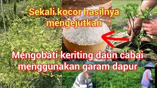 cukup pakai bahan ini👆‼️,solusi cabe sehat bebas keriting,bunga tidak rontok dan berbuah banyak.