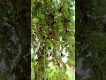 Mulberry Fruit Plant || Harvest Mulberry Satisfying 🍓#mulberry #shorts #satisfying #shortvideo