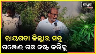 ରାୟଗଡା ଜିଲ୍ଲାରେ ଯେତିକି ବି ଗଞ୍ଜେଇ ଗଛ ଅଛି ତାକୁ ଆମେ ତାକୁ ସମ୍ପୂର୍ଣ ଭାବରେ ନଷ୍ଟ କରିବାକୁ ଆମେ ଚେଷ୍ଟିତ