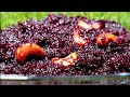 BEETROOT HALWA - பீட்ரூட் அல்வா - HALWA