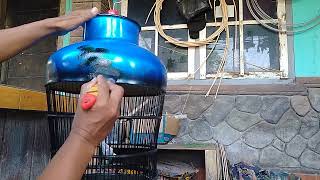 proses melukis sangkar burung(burung perkutut)