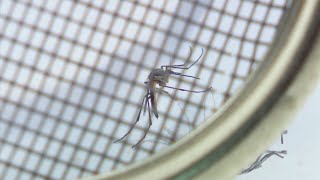 Preparing for possible West Nile Virus cases during mosquito season
