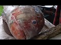 Cutting GIANT TREVALLY or MAMSA FISH