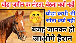 घोड़ा कभी बैठता या सोता नहीं क्या है कारण जाने 1 मिनट मे Why horse not sit and sleep  factvideo