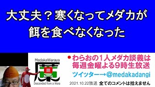 大丈夫？ 寒くなってメダカが餌を食べなくなった！ 滋賀県のメダカ販売店 めだか藁屋 高木正臣