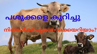 Rare facts about cow.നമുക്കറിയാത്ത പശുക്കളുടെ പ്രത്യേകതകൾ