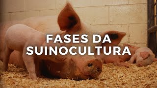 Fases da Suinocultura