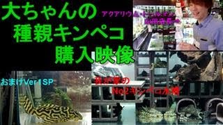 キンペコ飼育にハマった最初のころの映像、購入した種親を紹介します。