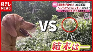 【ワンちゃんvsカマキリ】庭での攻防戦…勝者は果たして！？