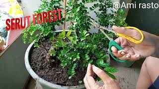 prunning bahan bonsai serut forest