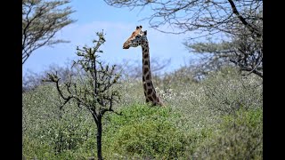 Sauvetage de girafes réussi au Kenya