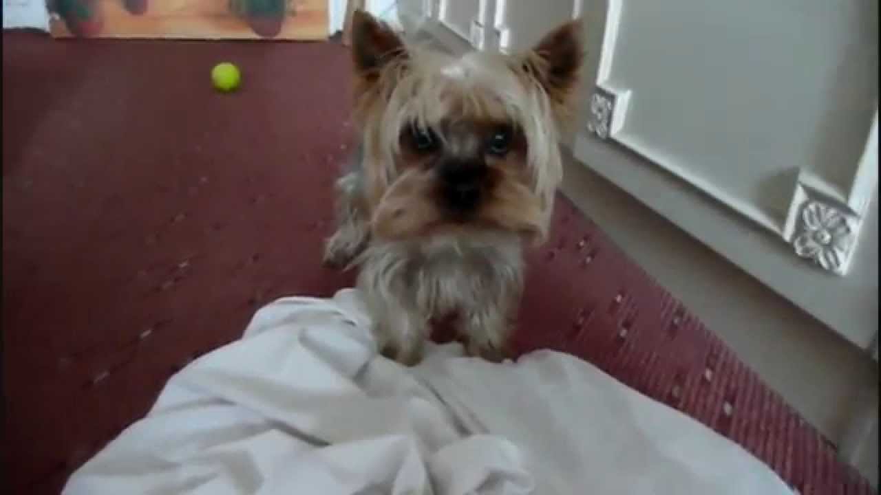 Funny Yorkshire Terrier Compilation Youtube