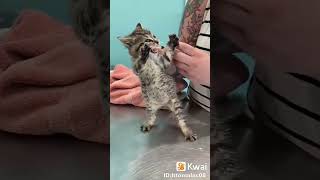 انا جعانة #catmeme #funny #catvideos #اكسبلور #الشعب_الصيني_ماله_حل #cat #لايك