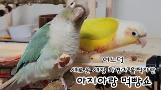 [아지♡아랑] 어느덧 1개월이 지난뒤 새로운 새장과 훌쩍자란 아지아랑 먹빵쇼😆