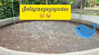 ត្រីអណ្តែងចិញ្ចឹមតាមប្រព័ន្ធ Biofloc