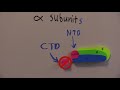 figures 6 25 the ctd of alpha interacts with the up elements