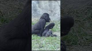 gorilla brotherly love 💕 #gorillatag #金剛猩猩 #台北市立動物園 #shorts