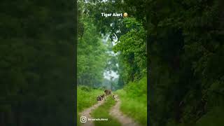 what has the deer seen? Tiger Alert? 😳 .⁣.⁣.⁣.⁣.⁣ #corbett #corbettnationalpark