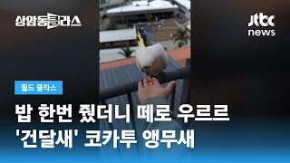 밥 한번 줬더니 떼로 우르르…'건달새' 코카투 앵무새 / JTBC 상암동 클라스