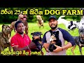 🔥 වර්ග 25 ක්‌ සිටින dog farm | jude farm | අඩුම සහ අලුත්ම මිල ගණන් දැනගමුද - FPBfavoritepetbook #dog