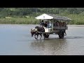 西表島→由布島　水牛車で海を渡る（２）「石垣島旅紀行」