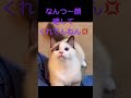 【猫動画】めっちゃカワイイ😈 shorts cat 猫 ラグドール 子猫 時代