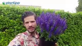 Plantipp presents Salvia BLUE BOUQUETTA