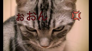 【猫記録241】猫に説教したらすごい顔された