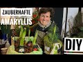 AMARYLLIS  zauberhaft dekorieren Weihnachtsdeko XMAS DIY-Anleitung Dekoidee Winterdekoidee