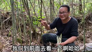 一场春雨后，农村竹林的野笋疯长，拔到停不下来，拔笋声音真好听