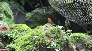 日本歌鴝(Japanese Robin), 3/19/2014