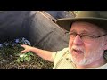 gardening q u0026a episode 13 black gumbo