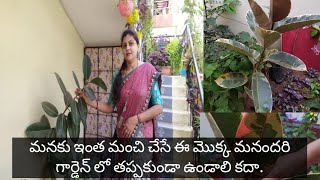 #rubberplantcare,గాలిని శుద్దిచేసే ఈ మొక్క మన garden లో తప్పకుండా ఒక 4 మొక్కలైన ఉండాలి.