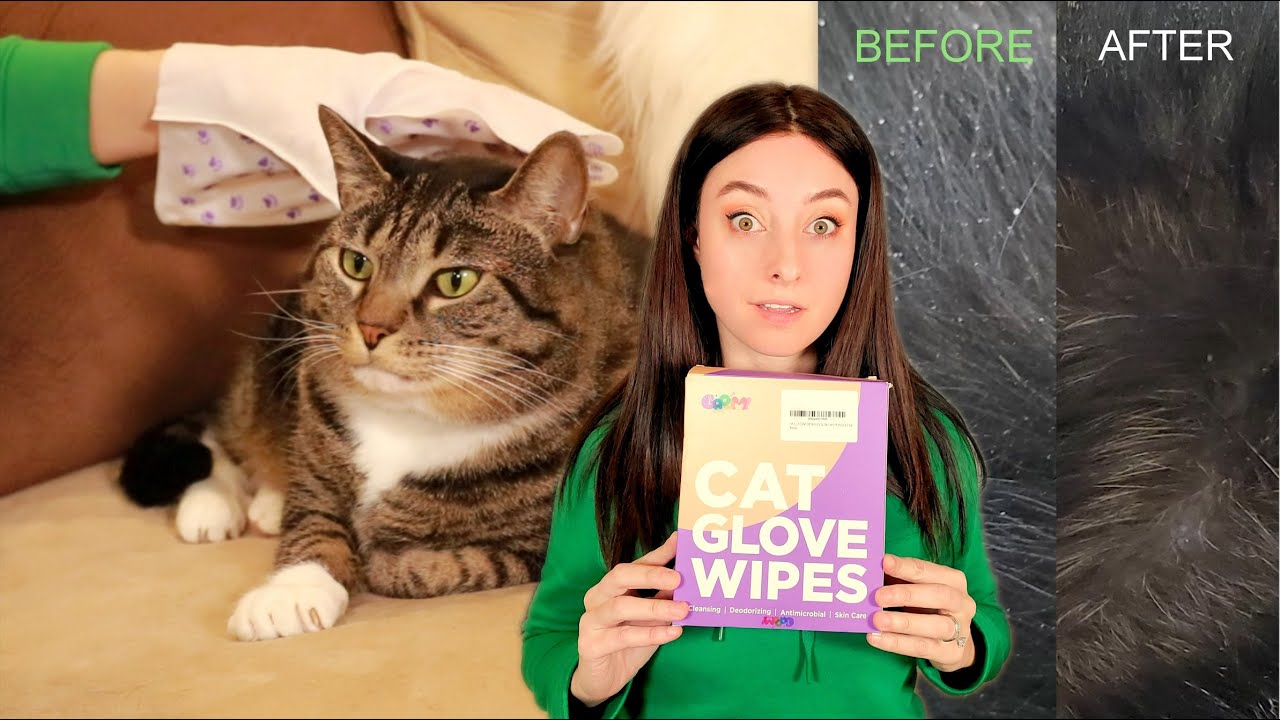 HICC PET CAT GLOVE WIPES MADE MY CATS FUR PURRTY! - YouTube