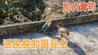 从小养的鹦鹉总喜欢跟着这只野鸟，活脱脱一只狗皮膏药丨天下一场梦