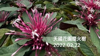 《期待煙火花開》虹韻天國花園栽植日記/煙火樹苗/2022·02.22