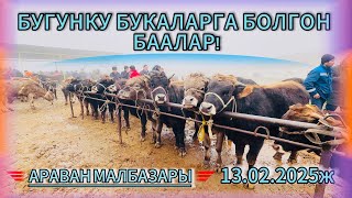 13.02.2025ж. АРАВАН МАЛБАЗАРДАГЫ БААЛАР!