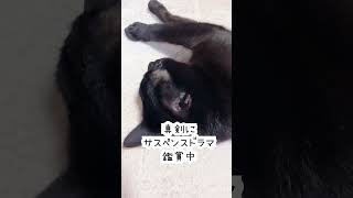 2024年3月20日の7歳黒猫(テレビ大好き) #黒猫 #blackcat