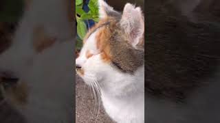 三毛猫の大あくびからののび…。#shorts